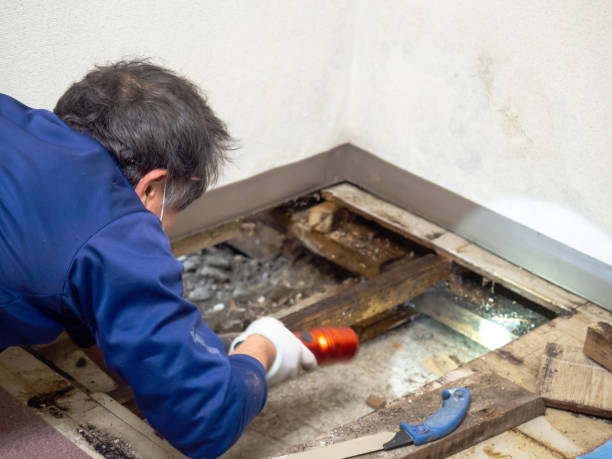 Best Health and Safety Mold Remediation in Spring Valley, IL
