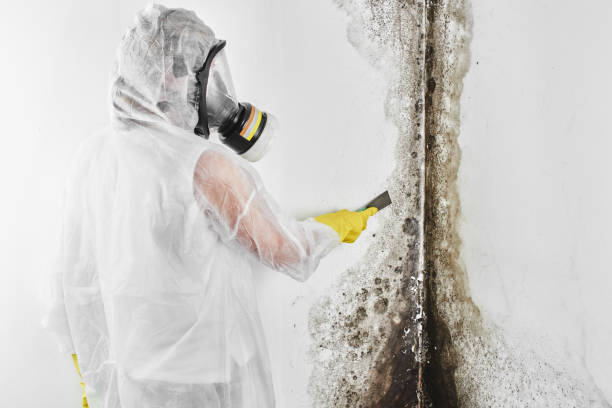 Best Insurance-Related Mold Remediation in Spring Valley, IL