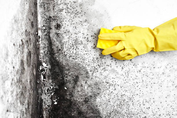 Best Commercial Mold Remediation in Spring Valley, IL