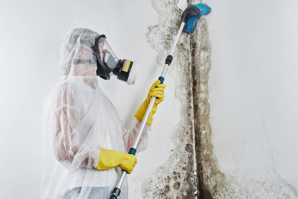 Best Bathroom Mold Remediation in Spring Valley, IL