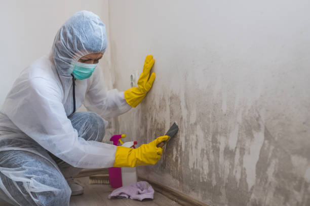 Best Black Mold Remediation in Spring Valley, IL