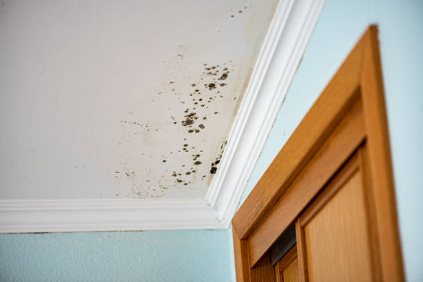 Best Mold Testing and Inspection Services in Spring Valley, IL