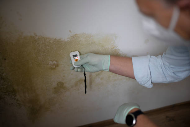 Best Black Mold Remediation in Spring Valley, IL