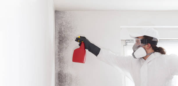 Best Attic Mold Remediation in Spring Valley, IL
