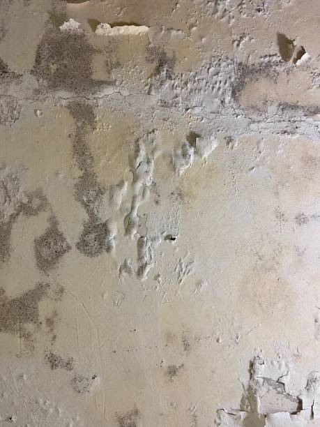 Best HVAC Mold Remediation in Spring Valley, IL