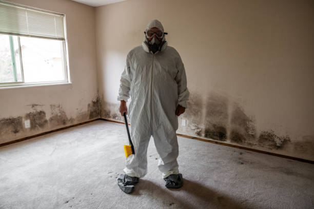 Best Residential Mold Remediation in Spring Valley, IL