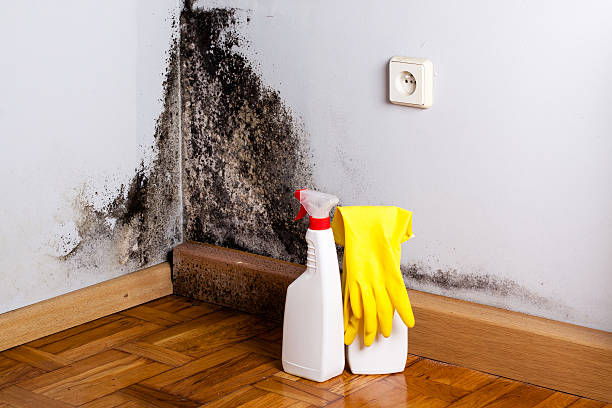Best Preventive Mold Services in Spring Valley, IL