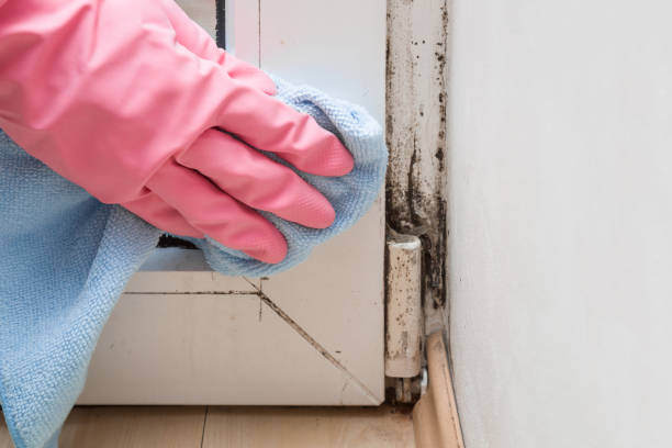 Best HVAC Mold Remediation in Spring Valley, IL